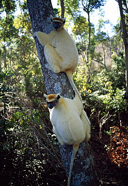 Golden-crowned Sifakas (Propithecus tattersalli), an endangered species, on tree, Daraina, Northern Madagascar, Africa