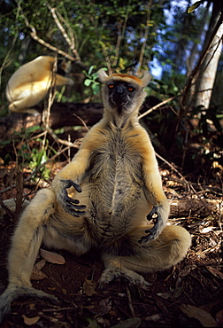 Golden-crowned Sifaka (Propithecus tattersalli), an endangered species, sunbathing on ground, Daraina, Northern Madagascar, Africa