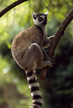 Ring-tailed Lemur (Lemur catta) on tree, Berenty, Southern Madagascar, Africa