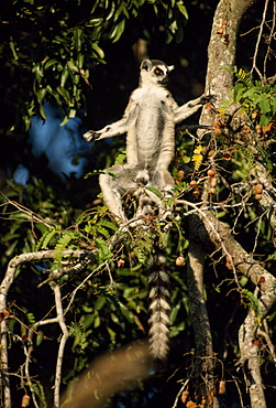 Ring-tailed Lemur (Lemur catta) sunbathing on tamarind tree, Berenty, Southern Madagascar, Africa