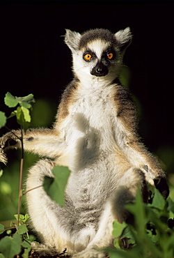 Ring-tailed Lemur (Lemur catta) sunbathing on tree, Berenty, Southern Madagascar, Africa