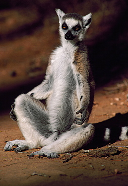 Ring-tailed Lemur (Lemur catta) sunbathing on ground, Berenty, Southern Madagascar, Africa