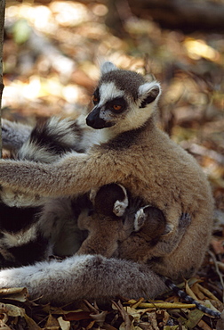 Ring-tailed Lemurs (Lemur catta) mother with twin babies, Berenty, Southern Madagascar, Africa