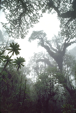 Hagenia (Hagenia abyssinica) Forest, Mountain Gorilla Habitat, Virunga Volcanoes, Rwanda, Africa