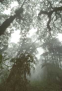 Hagenia (Hagenia abyssinica) Forest, Mountain Gorilla Habitat, Virunga Volcanoes, Rwanda, Africa