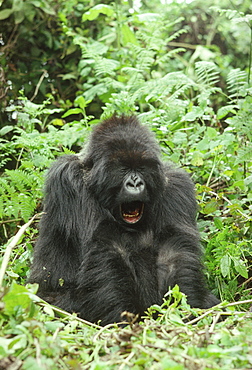 Female Mountain Gorilla (Gorilla g. beringei) yawning, Virunga Volcanoes, Rwanda, Africa