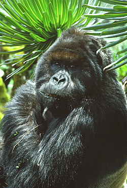 Silverback male Mountain Gorilla (Gorilla g. beringei) known as Peanuts, in sub-alpine zone, Virunga Volcanoes, Rwanda, Africa