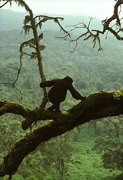 Juvenile Mountain Gorilla (Gorilla g. beringei) on tree, Virunga Volcanoes, Rwanda, Africa