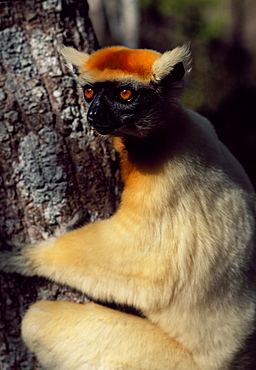 Golden-crowned Sifaka (Propithecus tattersalli), an endangered species, on tree, Daraina, Northern Madagascar, Africa