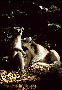 Ring-tailed Lemurs (Lemur catta) grooming and sunbathing, Berenty, Southern Madagascar, Africa