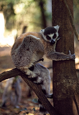 Ring-tailed Lemur (Lemur catta) male with erection on tree, Berenty, Southern Madagascar, Africa