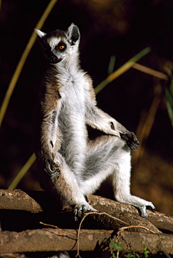 Ring-tailed Lemur (Lemur catta) sunbathing on ground, Berenty, Southern Madagascar, Africa