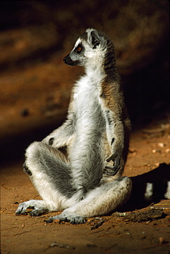 Ring-tailed Lemur (Lemur catta) sunbathing on ground, Berenty, Southern Madagascar, Africa