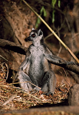 Ring-tailed Lemur (Lemur catta) sunbathing on ground, Berenty, Southern Madagascar, Africa