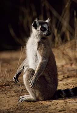 Ring-tailed Lemur (Lemur catta) sunbathing on ground, Berenty, Southern Madagascar, Africa