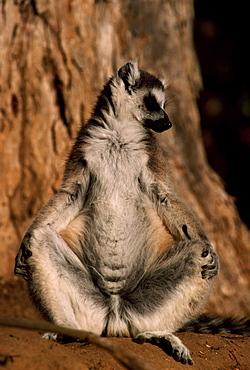 Ring-tailed Lemur (Lemur catta) sunbathing on ground, Berenty, Southern Madagascar, Africa