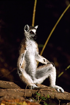 Ring-tailed Lemur (Lemur catta) sunbathing on ground, Berenty, Southern Madagascar, Africa