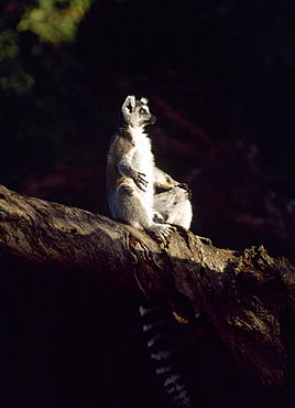 Ring-tailed Lemur (Lemur catta) sunbathing in tree, Berenty, Southern Madagascar, Africa