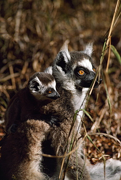 Ring-tailed Lemurs (Lemur catta), mother with baby on back resting, Berenty, Southern Madagascar, Africa