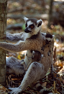 Ring-tailed Lemurs (Lemur catta), mother with twin babies, Berenty, Southern Madagascar, Africa