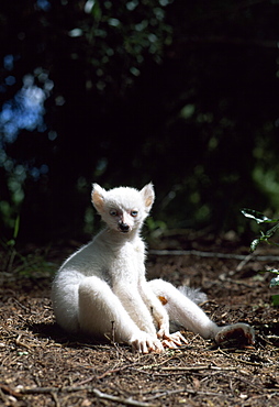 Ring-tailed Lemur (Lemur catta), all white baby male (Sapphire) albino lemur resting on forest floor, Berenty, Southern Madagascar, Africa