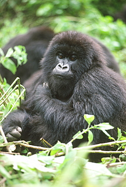 Mountain Gorilla (Gorilla gorilla beringei) young female, Virunga Volcanoes, Rwanda, Africa