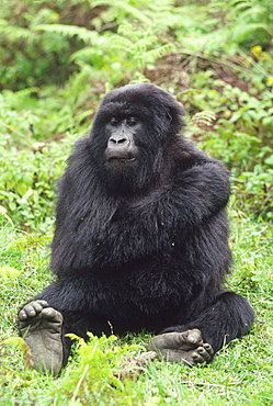 Mountain Gorilla (Gorilla gorilla beringei) young female, Virunga Volcanoes, Rwanda, Africa