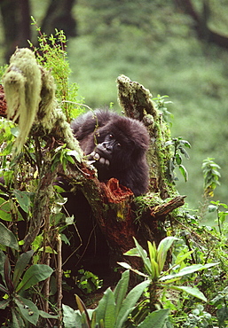 Mountain Gorilla (Gorilla gorilla beringei) juvenile, Virunga Volcanoes, Rwanda, Africa