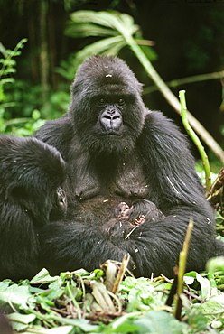 Mountain Gorillas (Gorilla g. beringei), mother Amareba with newborn infant, Virunga Volcanoes, Rwanda, Africa