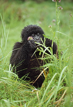 Mountain Gorillas (Gorilla g. beringei) young female feeding, Virunga Volcanoes, Rwanda, Africa