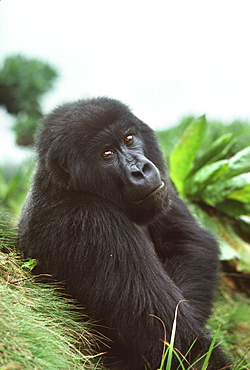 Mountain Gorilla (Gorilla gorilla beringei) blackback male in sub-alpine zone, Virunga Volcanoes, Rwanda, Africa