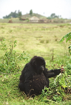 Mountain Gorillas (Gorilla gorilla beringei) juvenile feeding on thistle outside the park, Virunga Volcanoes, Rwanda, Africa