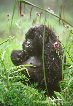 Mountain Gorilla (Gorilla gorilla beringei) young female feeding on thistle, Virunga Volcanoes, Rwanda, Africa