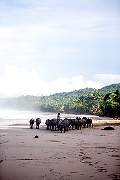 Buffalo herders on the beach in Sumba, Indonesia, Southeast Asia, Asia