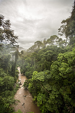 Danum Valley, Sabah, Malaysian Borneo, Malaysia, Southeast Asia, Asia 