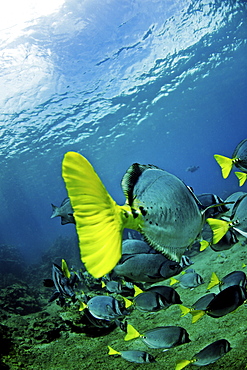 Razor Surgeonfish off Bartolome Island, Galapagos, Ecuador, South America