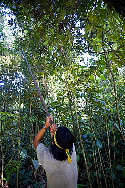 An Achuar man demonstrates using a blowgun, Amazon, Ecuador, South America