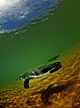 Galapagos penguins swim in the cold water off Bartolome Island, Galapagos Islands, Ecuador, South America