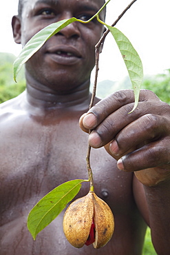 Grenadian farmer holding fruit containing the seed of nutmeg, with red covering of mace, Grenada, West Indies, Central America