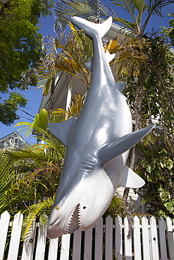 Fake shark hanging downward in Key West, Florida, United States of America, North America