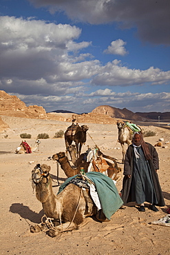 Bedouin and camels in desert in Sinai, Egypt, North Africa, Africa