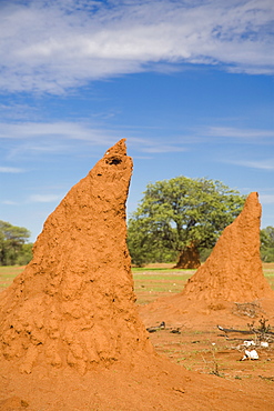 Conical shaped mounds created by a termite colony, Namibia, Africa