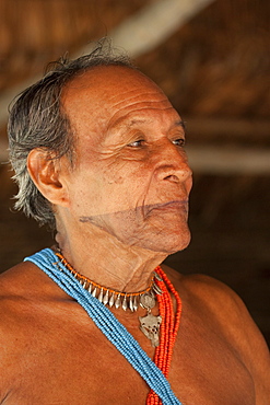 Medicine man with facial tattoo, healer of tribe of Embera indigenous people, Panama, Central America