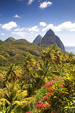 The tropical lushness of the island with the Pitons in the rear in Soufriere, St. Lucia, Windward Islands, West Indies, Caribbean, Central America