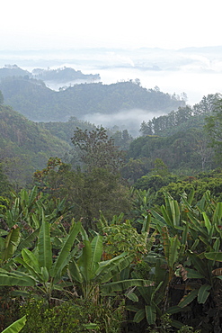 Early morning mist and smoke from brickworks in the valley over the jungle of Bandarban, Chittagong Division, Bangladesh, Asia