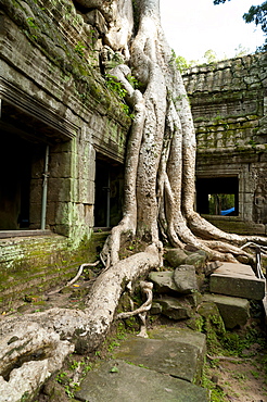 Kapok tree growing in the ruins of Preah Khan Temple, UNESCO World Heritage Site, Angkor, Siem Reap, Cambodia, Indochina, Southeast Asia, Asia