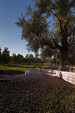 Olives just after collection, Meknes, Morocco, North Africa, Africa