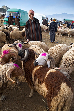 Shepherd with rams, Livestock Fair, Tetouan, Morocco, North Africa, Africa