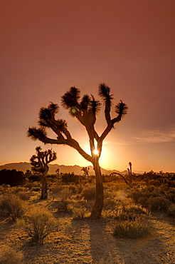 Joshua Tree National Park, California, United States of America, North America