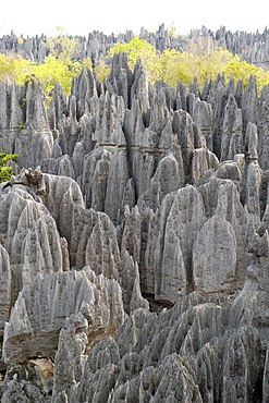 View across the Grand Tsingy landscape of limestone karst in the Tsingy de Bemaraha National Park, UNESCO World Heritage Site, western Madagascar, Madagascar, Africa